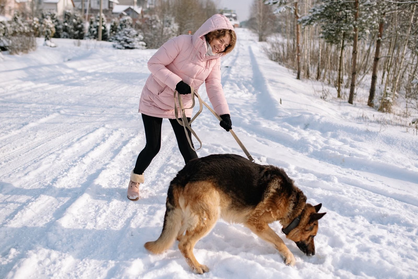 A woman in a pink jacket playing with a German Shepherd on a leash
